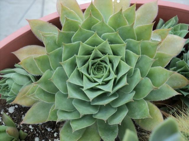 Name:  DSC04073.jpg
Views: 905
Size:  45.6 KB