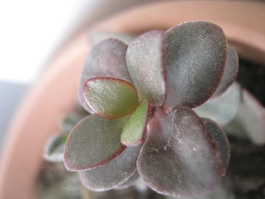 Name:  crassula ovata.JPG
Views: 1669
Size:  39.2 KB