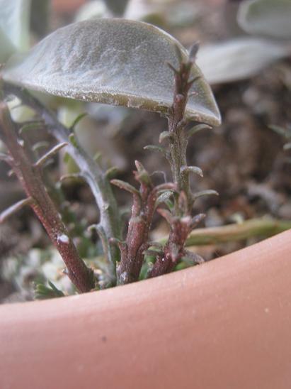Name:  e. flanaganii.JPG
Views: 1461
Size:  32.9 KB