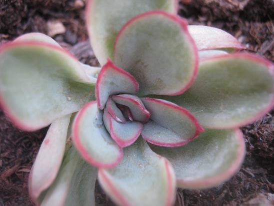 Name:  echeveria.JPG
Views: 1578
Size:  42.1 KB