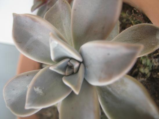 Name:  graptopetalum.JPG
Views: 1545
Size:  35.0 KB