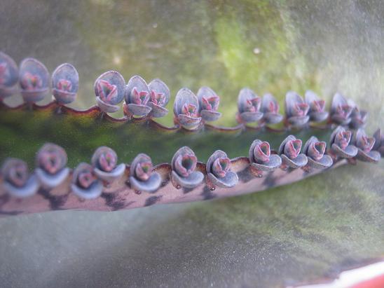 Name:  k. daigremontiana.JPG
Views: 1246
Size:  44.6 KB