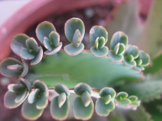 Name:  k.daigremontiana1.JPG
Views: 1237
Size:  40.4 KB