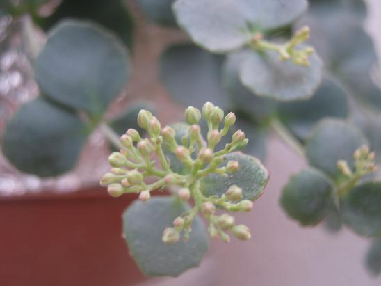 Name:  sedum sieboldii.JPG
Views: 1274
Size:  32.9 KB