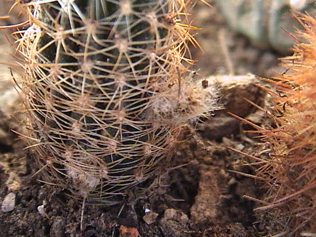 Name:  DSC00302.JPG
Views: 1179
Size:  60.7 KB