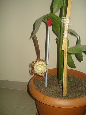 Name:  DSC07717.jpg
Views: 1649
Size:  20.6 KB