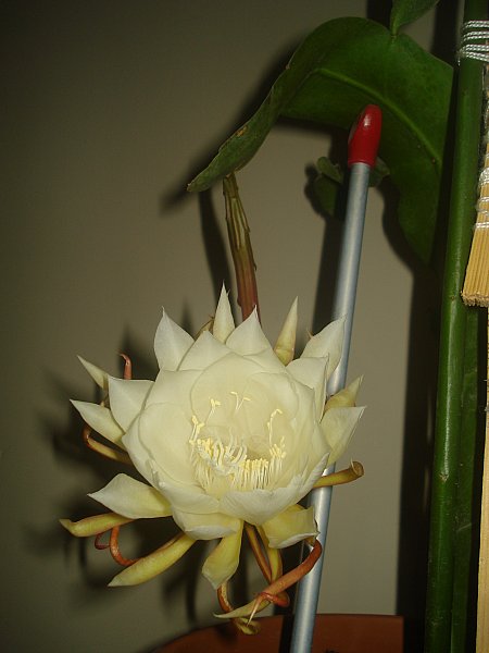 Name:  New_DSC07746.jpg
Views: 1605
Size:  37.9 KB