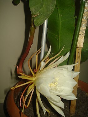 Name:  DSC07774.jpg
Views: 1588
Size:  24.9 KB