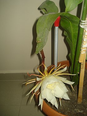 Name:  DSC07780.jpg
Views: 1616
Size:  23.6 KB