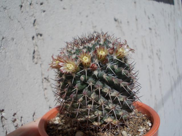 Name:  8043690037_da64dafea6_z.jpg
Views: 961
Size:  44.6 KB