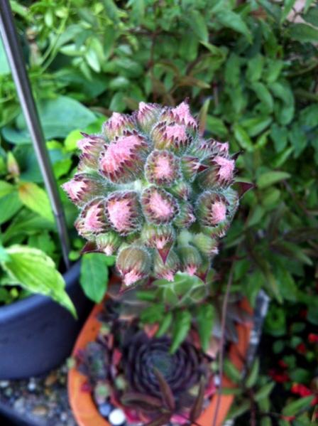 Name:  Sempervivium Haziran 2012.jpg
Views: 1186
Size:  45.1 KB