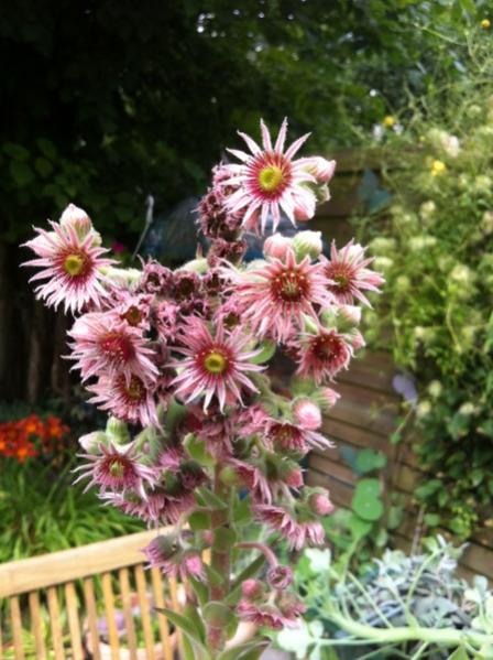 Name:  Sempervivum Austos 2012.jpg
Views: 1260
Size:  50.7 KB