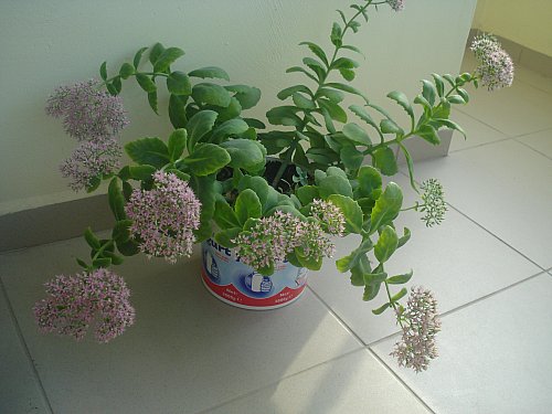 Name:  DSC08005.jpg
Views: 1768
Size:  41.7 KB