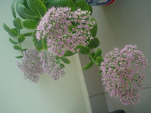 Name:  DSC08006.jpg
Views: 1559
Size:  44.5 KB