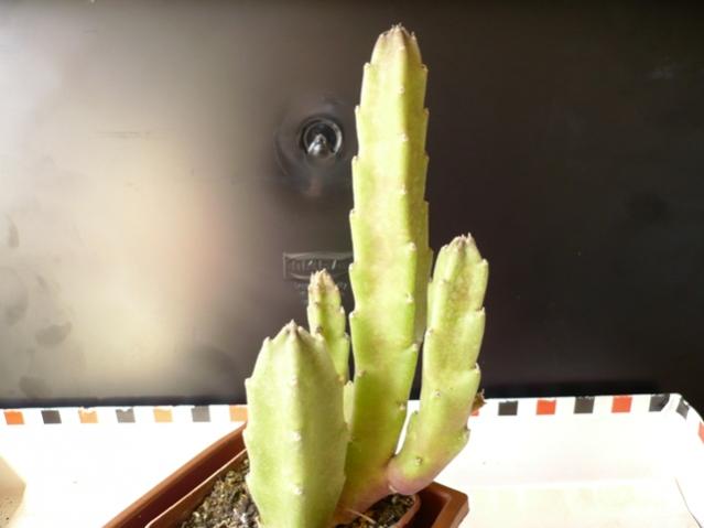 Name:  P1030004.jpg
Views: 707
Size:  23.5 KB