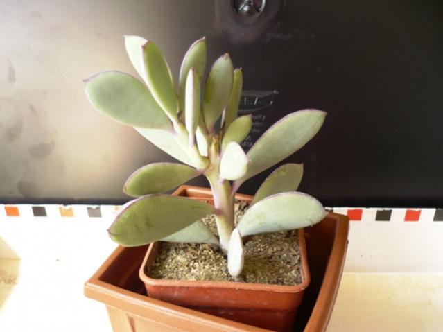 Name:  P1030005.jpg
Views: 632
Size:  28.0 KB
