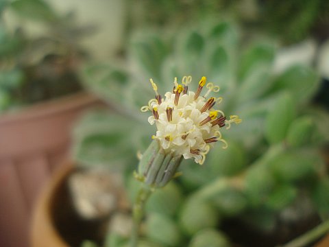 Name:  DSC08042.jpg
Views: 1421
Size:  21.3 KB