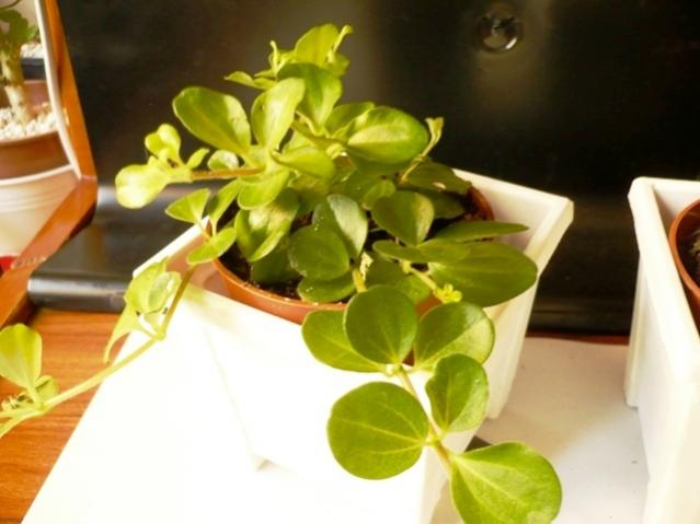 Name:  P1040076.jpg
Views: 1014
Size:  34.2 KB