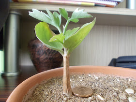 Name:  DSCN0103.jpg
Views: 900
Size:  21.9 KB