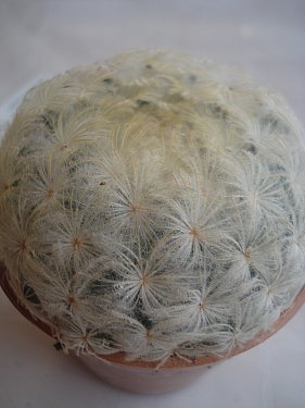 Name:  New_DSC08056.jpg
Views: 1415
Size:  20.7 KB