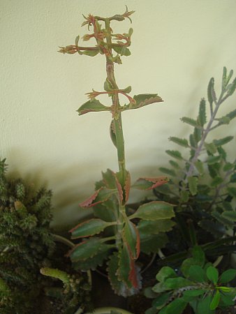 Name:  DSC08115.jpg
Views: 1689
Size:  27.5 KB