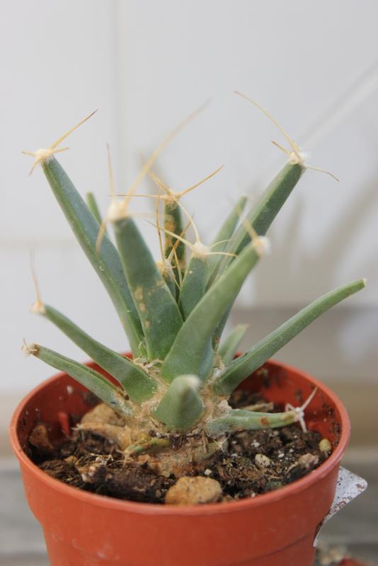 Name:  agave.jpg
Views: 1322
Size:  35.6 KB