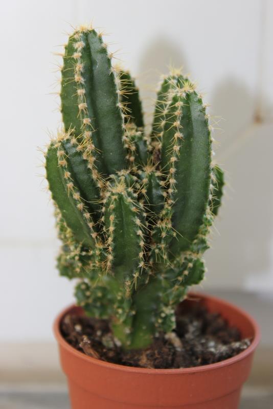 Name:  cereus ploridianus.jpg
Views: 2181
Size:  41.3 KB