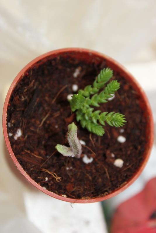 Name:  crassula lycopedia ve c.l. variegeta.jpg
Views: 1347
Size:  35.8 KB