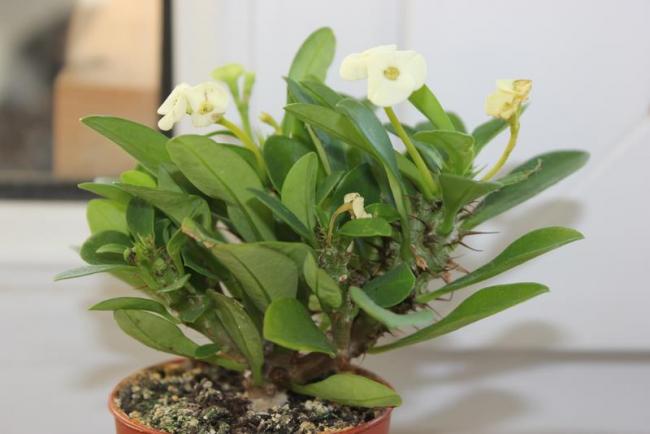 Name:  euphorbia milii.jpg
Views: 2515
Size:  31.3 KB