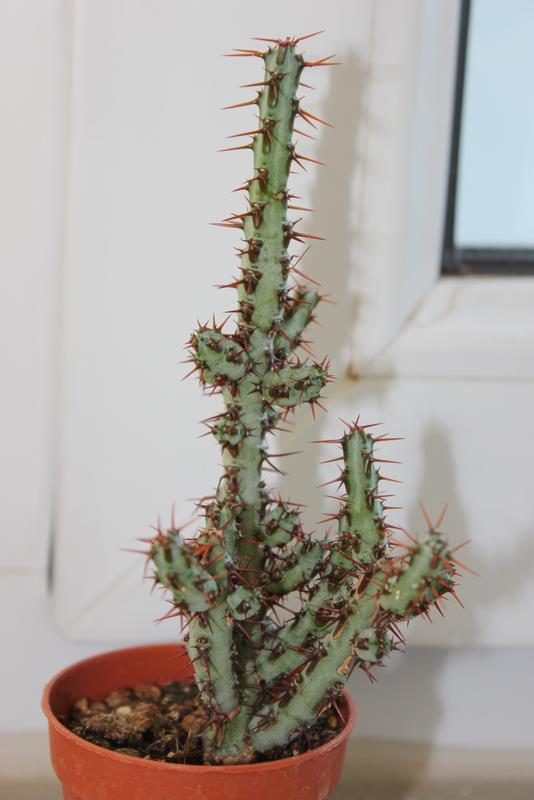 Name:  euphorbia.jpg
Views: 1233
Size:  39.5 KB