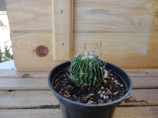 Name:  Stenocactus-1_0001.jpg
Views: 620
Size:  38.3 KB