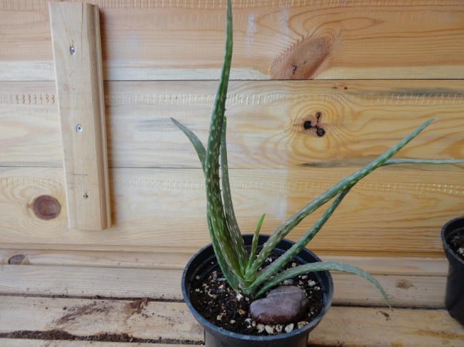 Name:  Aloe Vera-2-0001.jpg
Views: 690
Size:  42.7 KB