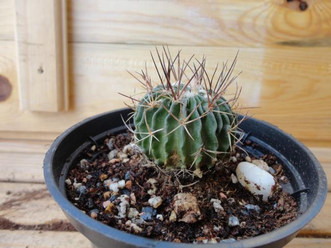 Name:  Stenocactus-2_0001.jpg
Views: 645
Size:  49.6 KB