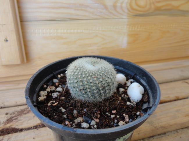 Name:  Notocactus-01-0001.jpg
Views: 652
Size:  39.8 KB