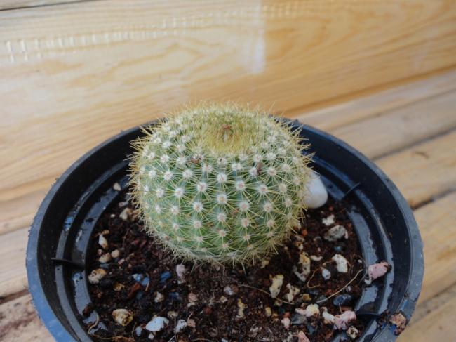 Name:  Notocactus-02-0001.jpg
Views: 662
Size:  47.2 KB