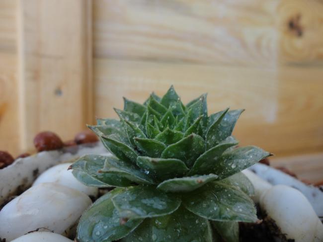 Name:  Sempervivum Tectorum-0008.jpg
Views: 701
Size:  29.6 KB