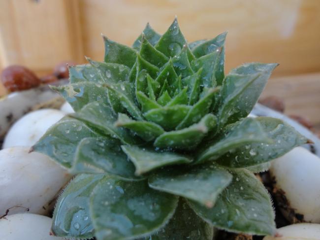 Name:  Sempervivum Tectorum-0009.jpg
Views: 669
Size:  35.2 KB