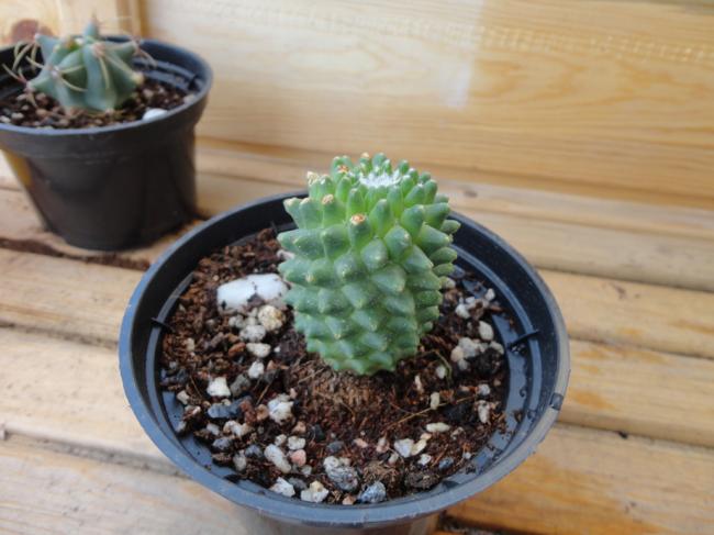Name:  Mammillaria-0001.jpg
Views: 649
Size:  42.3 KB