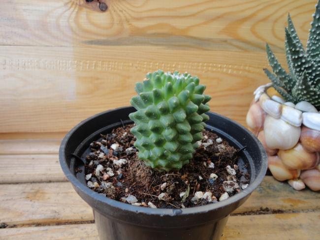 Name:  Mammillaria-0002.jpg
Views: 755
Size:  46.8 KB
