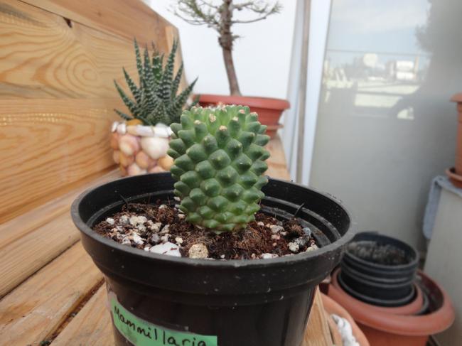 Name:  Mammillaria-0003.jpg
Views: 837
Size:  39.9 KB
