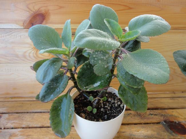 Name:  Kalanchoe_Turuncu-0003.jpg
Views: 663
Size:  47.9 KB