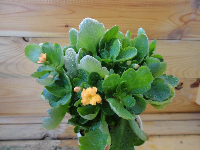 Name:  Kalanchoe_Sari-0002.jpg
Views: 629
Size:  42.6 KB