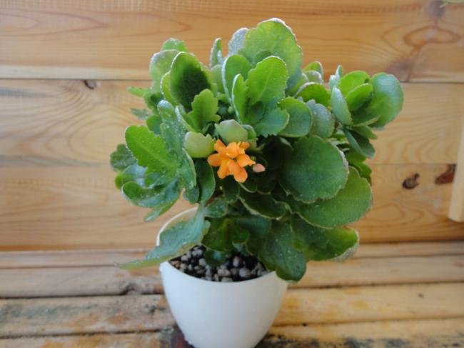 Name:  Kalanchoe_Sari-0003.jpg
Views: 668
Size:  35.3 KB