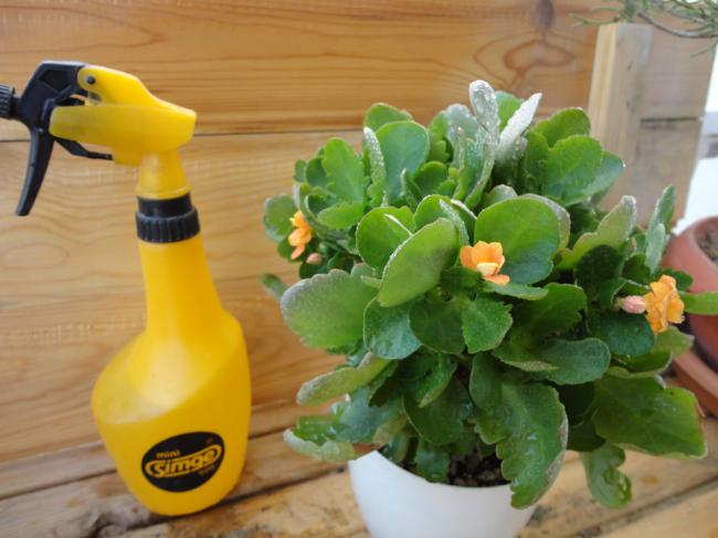Name:  Kalanchoe_Sari-0004.jpg
Views: 686
Size:  40.4 KB