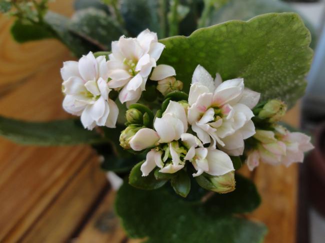 Name:  Kalanchoe_Beyaz-0002.jpg
Views: 818
Size:  34.0 KB