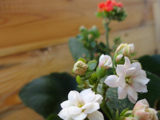 Name:  Kalanchoe_Beyaz-0003.jpg
Views: 626
Size:  25.9 KB