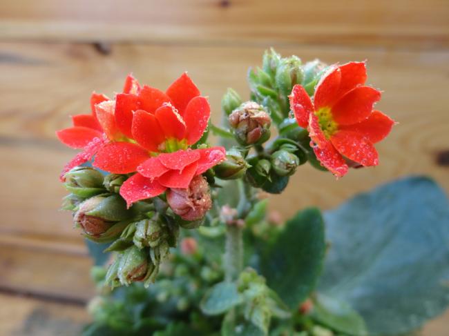 Name:  Kalanchoe_Kirmizi-0004.jpg
Views: 605
Size:  34.3 KB