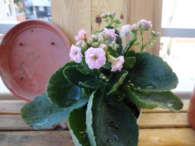 Name:  Kalanchoe_Pembe-0002.jpg
Views: 648
Size:  39.6 KB