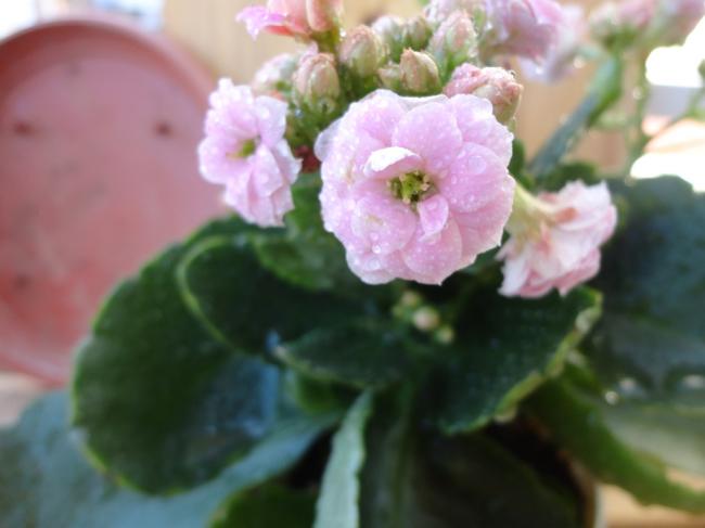 Name:  Kalanchoe_Pembe-0003.jpg
Views: 864
Size:  29.5 KB