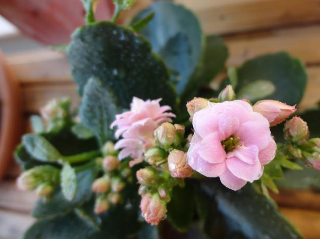 Name:  Kalanchoe_Pembe-0004.jpg
Views: 655
Size:  32.8 KB